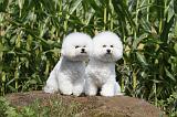 BICHON FRISE 110